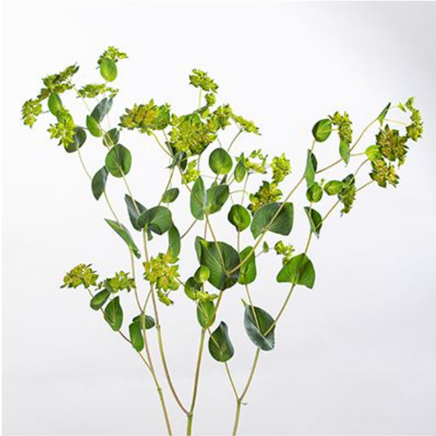 BUPLEURUM GREEN GOLD