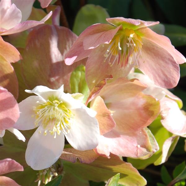 GOLD COLLECTION HELLEBORES®