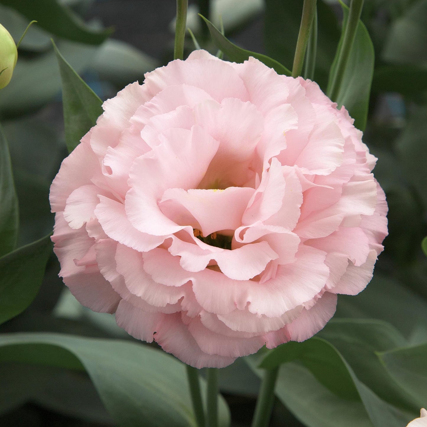 LISIANTHUS CORELLI SERIES