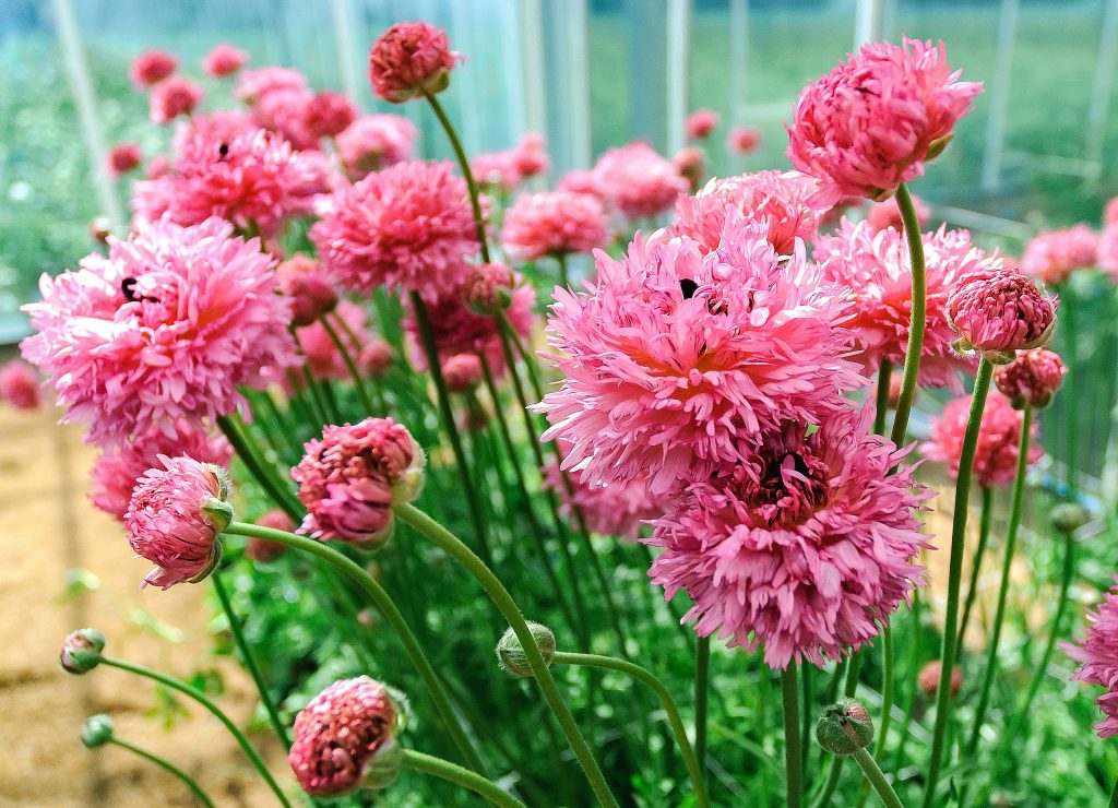 RANUNCULUS POODLE RAMLIA 5 Corms
