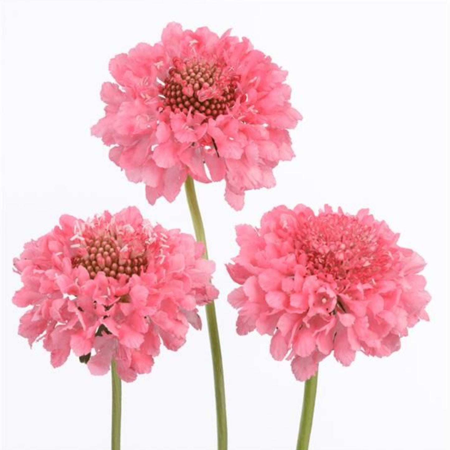 SCOOP® SCABIOSA BY DANZIGER