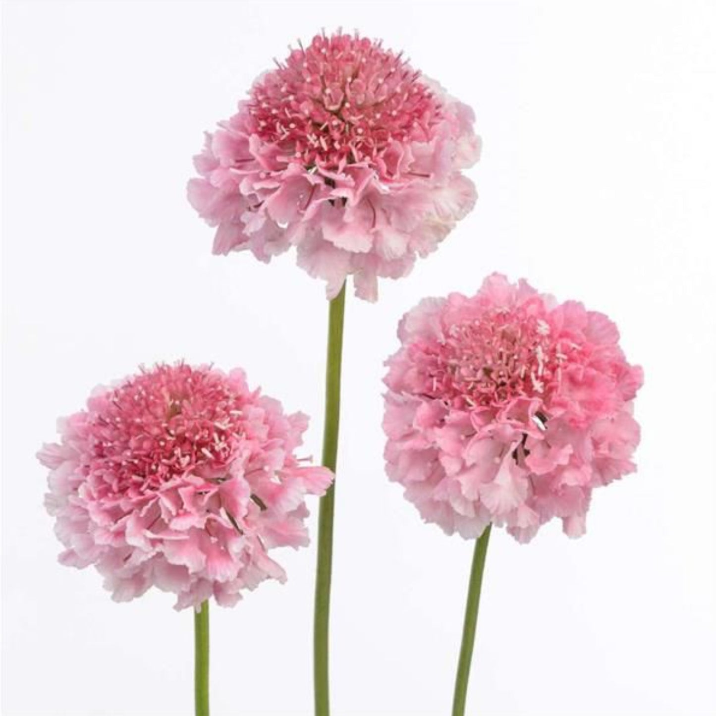 SCOOP® SCABIOSA BY DANZIGER