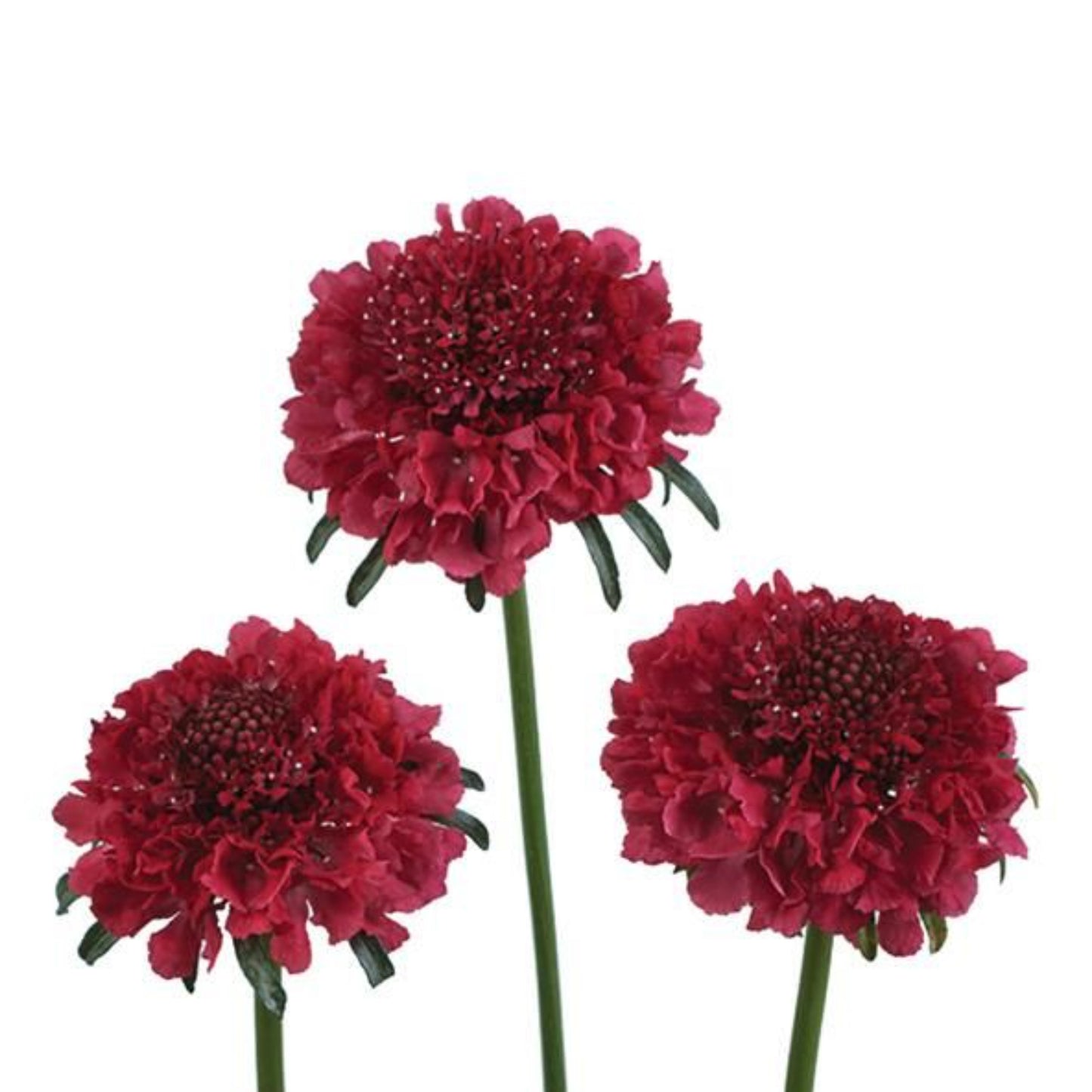 SCOOP® SCABIOSA BY DANZIGER