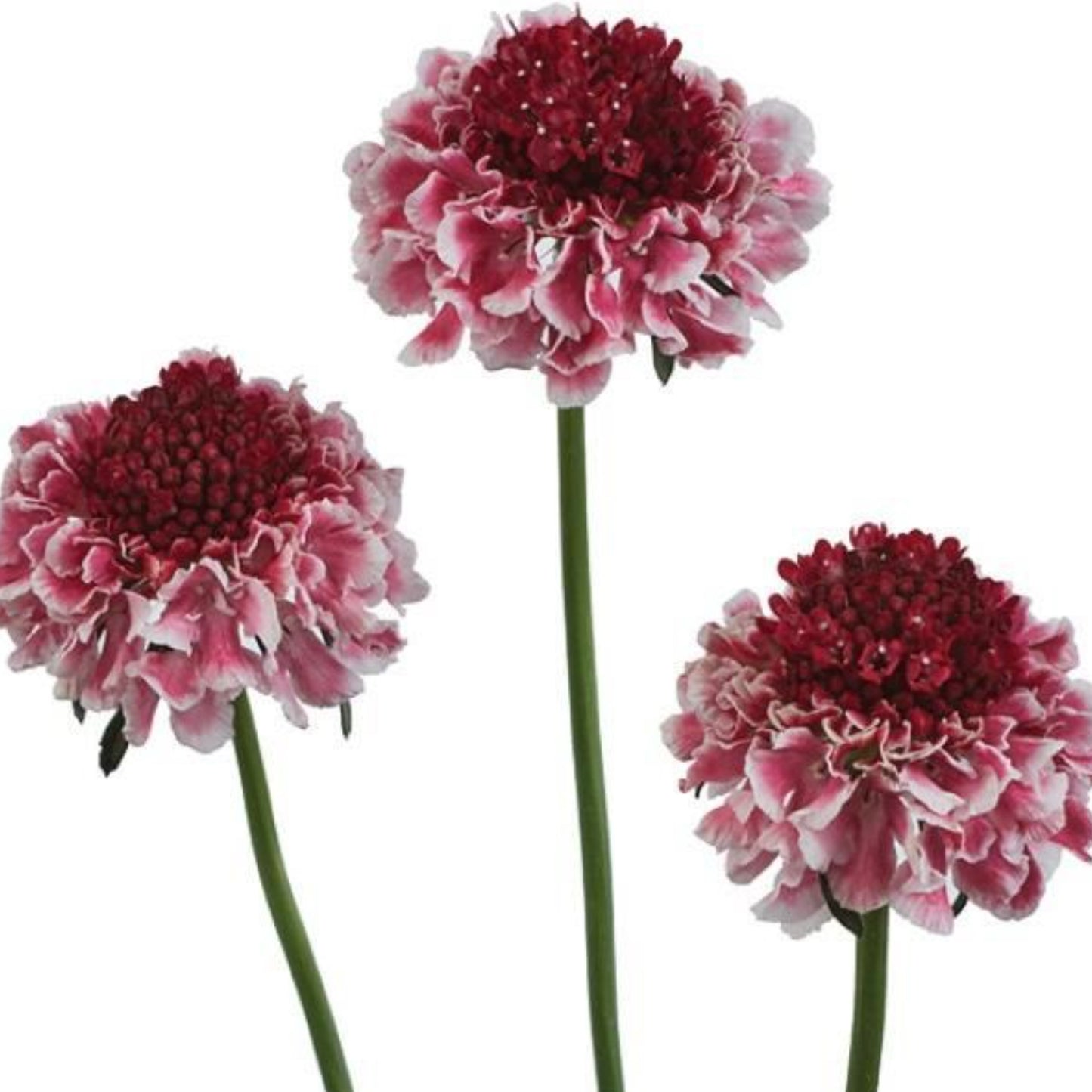 SCOOP® SCABIOSA BY DANZIGER