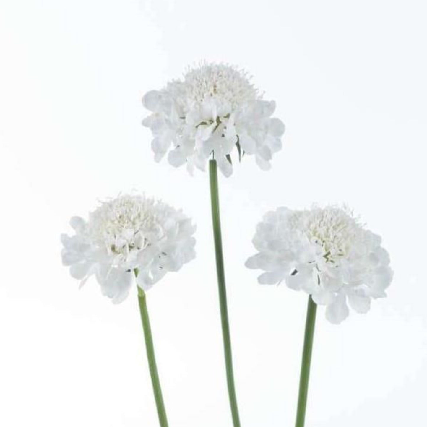SCOOP® SCABIOSA BY DANZIGER