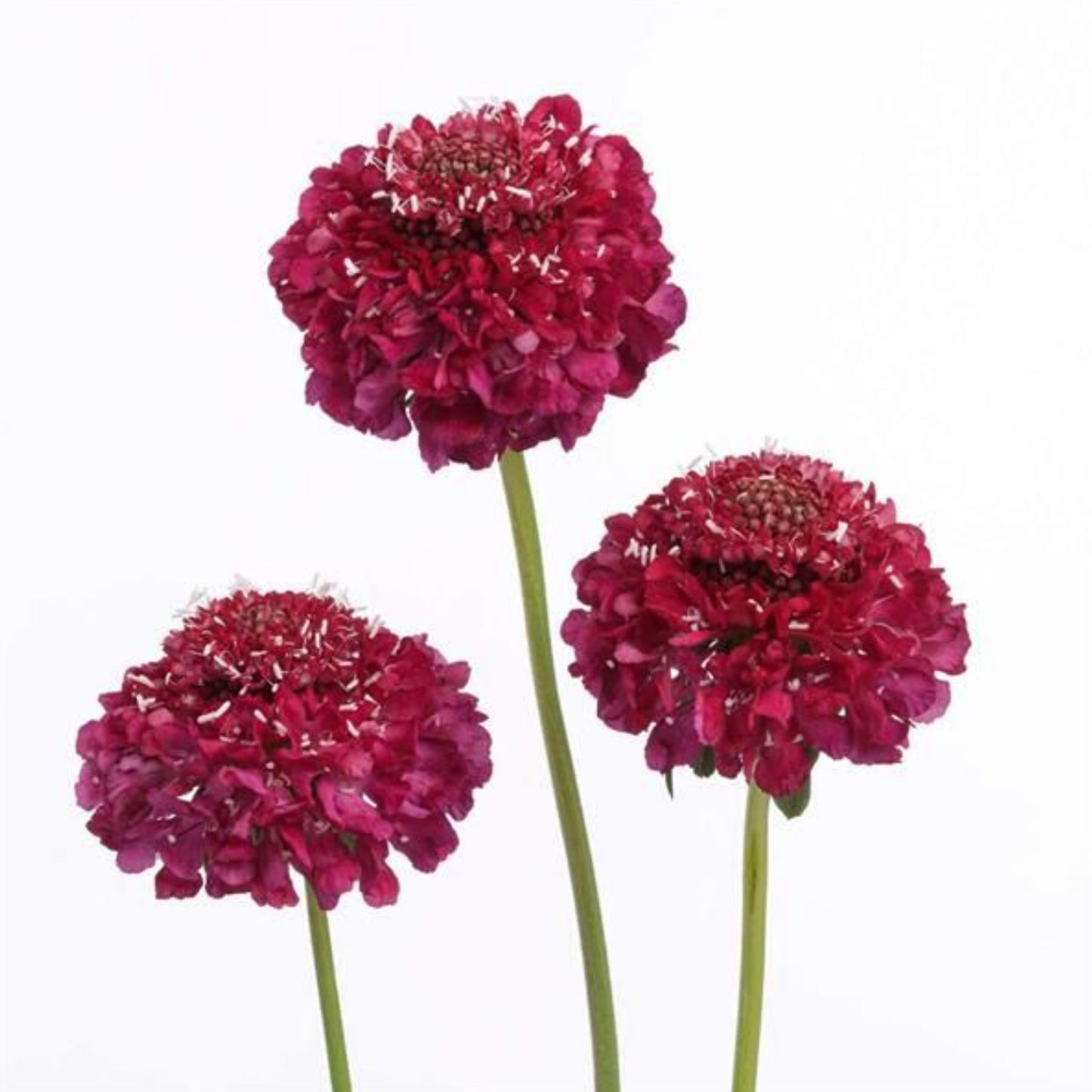 SCOOP® SCABIOSA BY DANZIGER