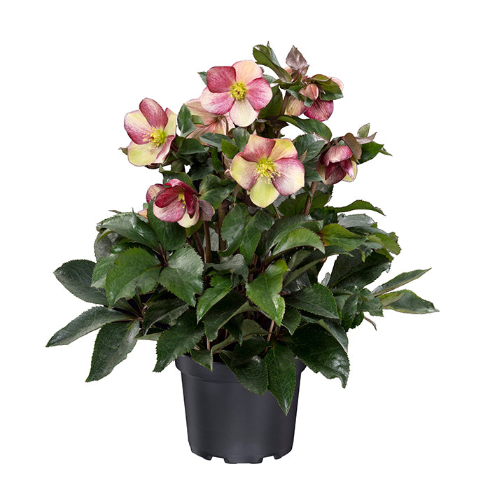 GOLD COLLECTION HELLEBORES®