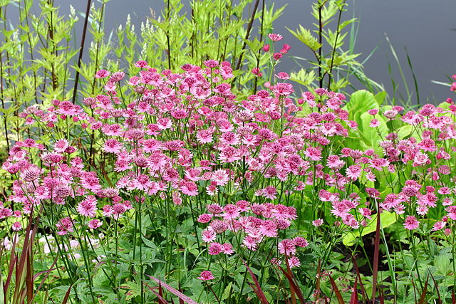 ASTRANTIA ROMA