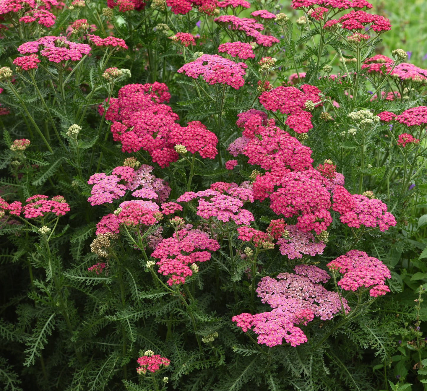 YARROW NEW VINTAGE™ ROSE