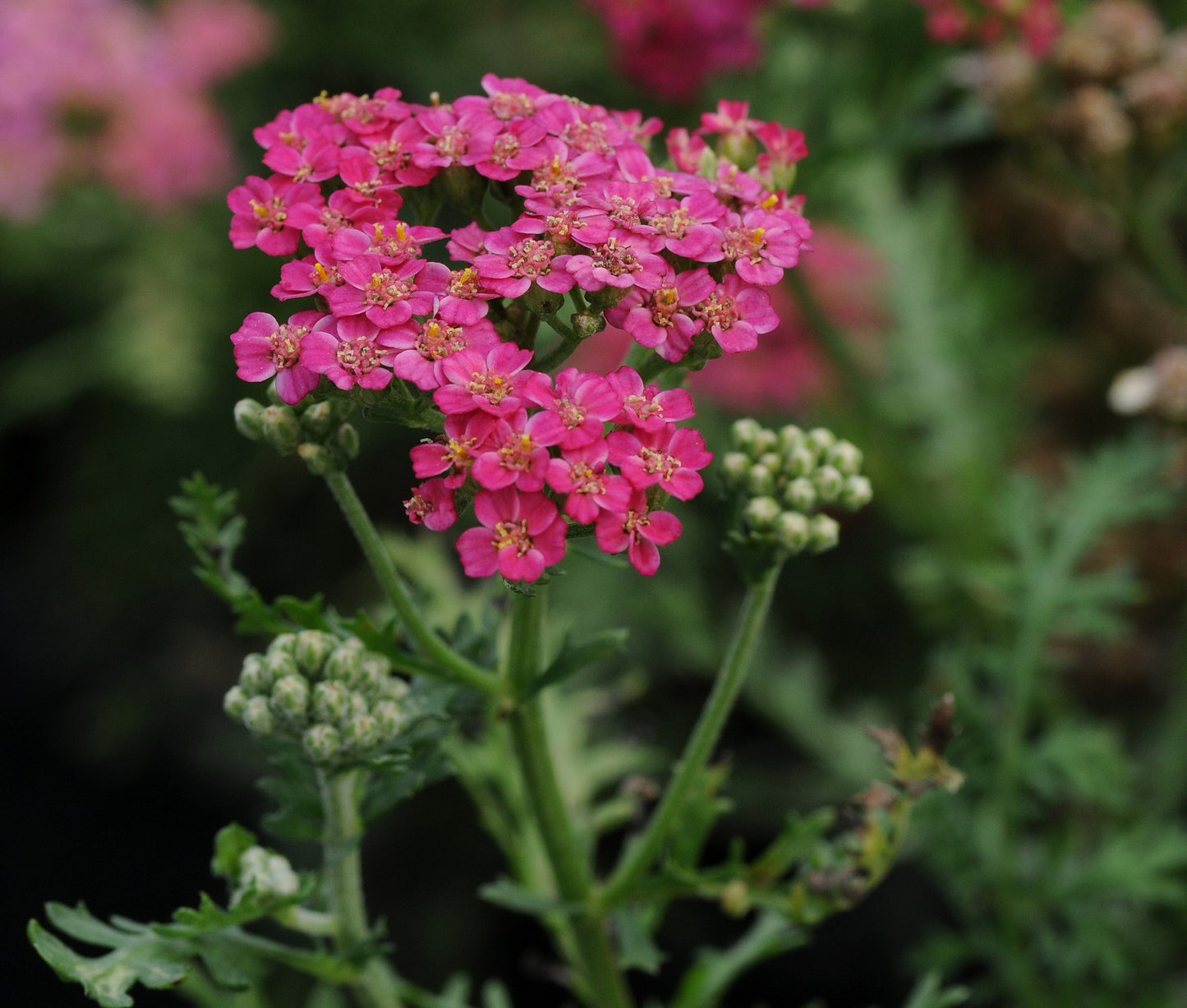 YARROW NEW VINTAGE™ ROSE