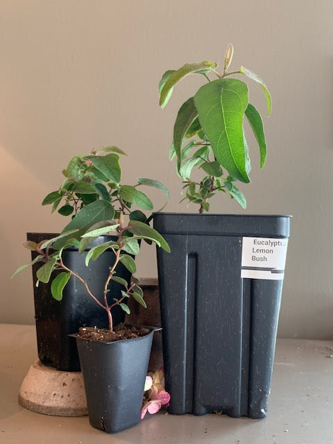 EUCALYPTUS LEMON BUSH