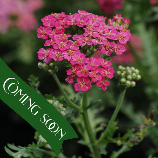 YARROW NEW VINTAGE™ ROSE