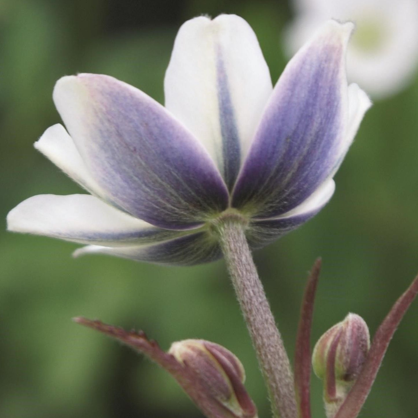 JAPANESE ANEMONE TOMENTOSA ROBUSTISSIMA