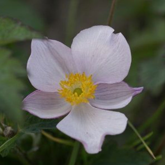 JAPANESE ANEMONE TOMENTOSA ROBUSTISSIMA