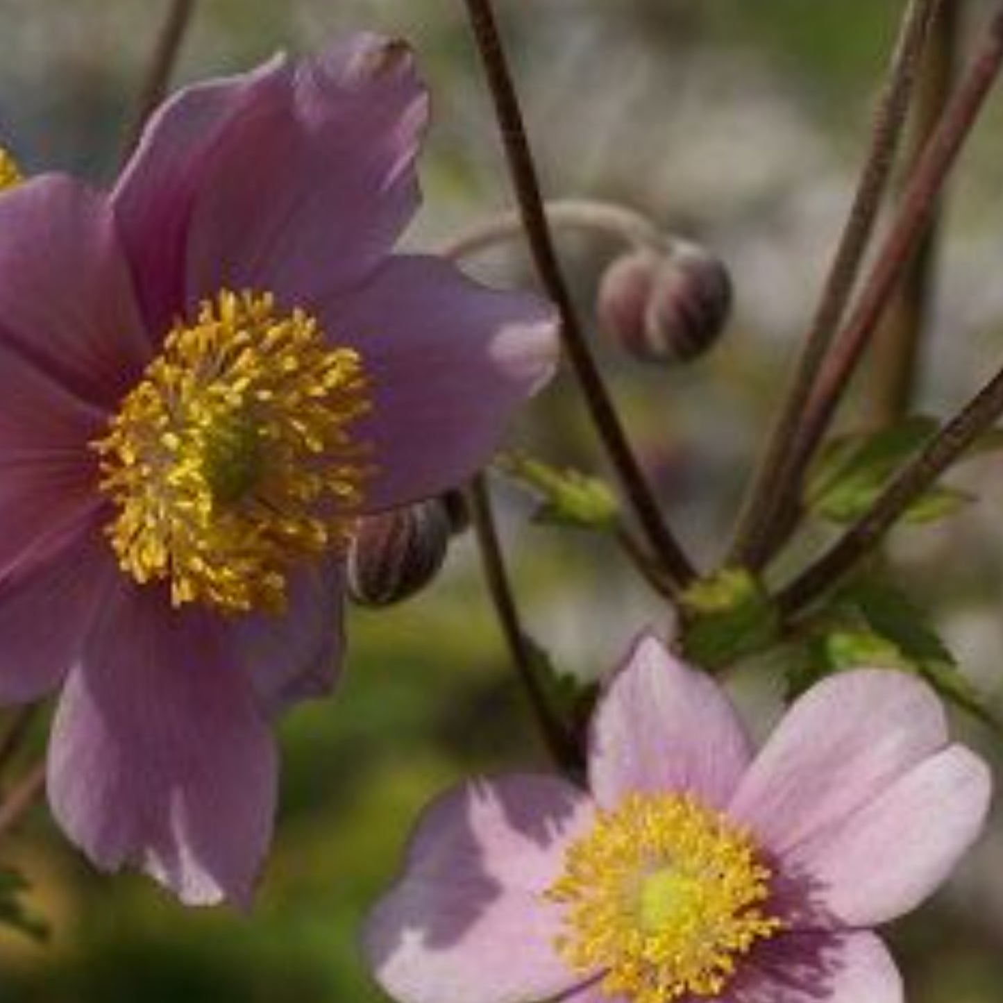 JAPANESE ANEMONE TOMENTOSA ROBUSTISSIMA