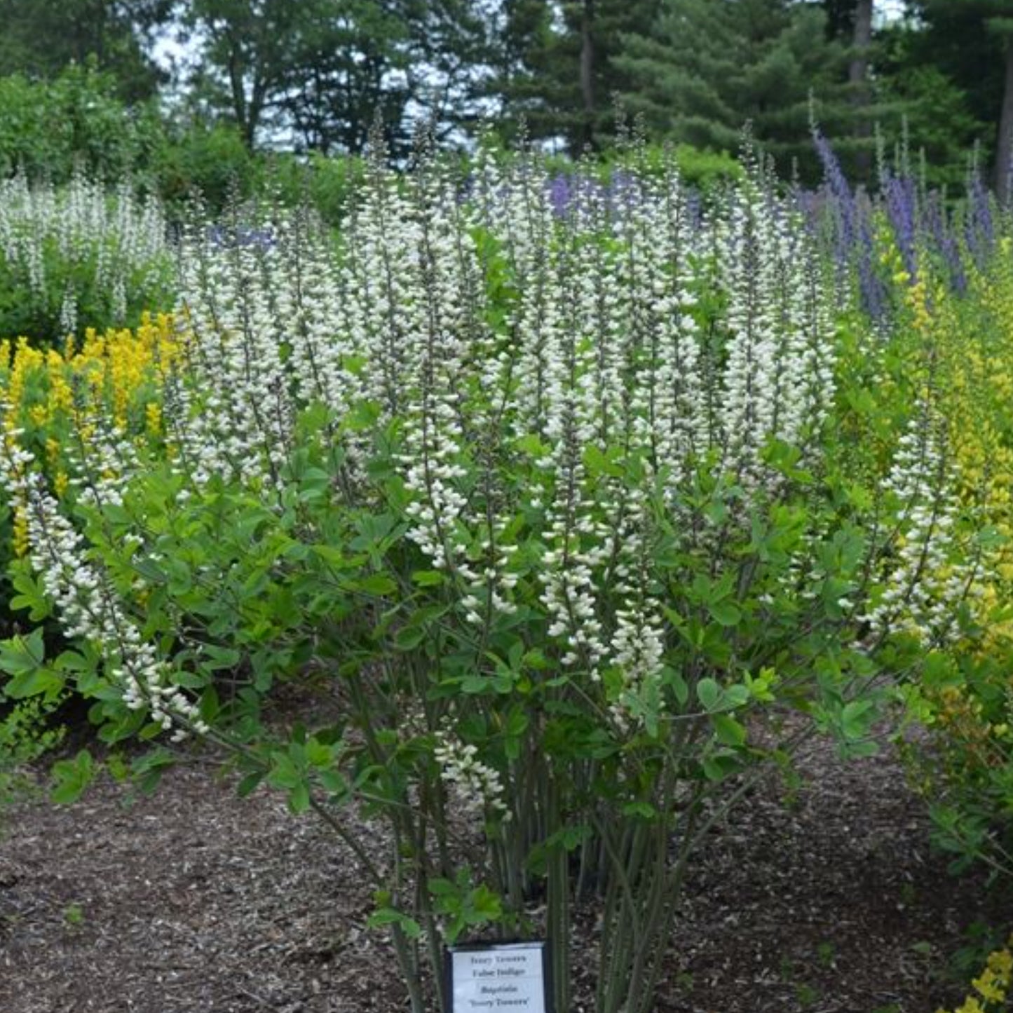 BAPTISIA IVORY TOWERS