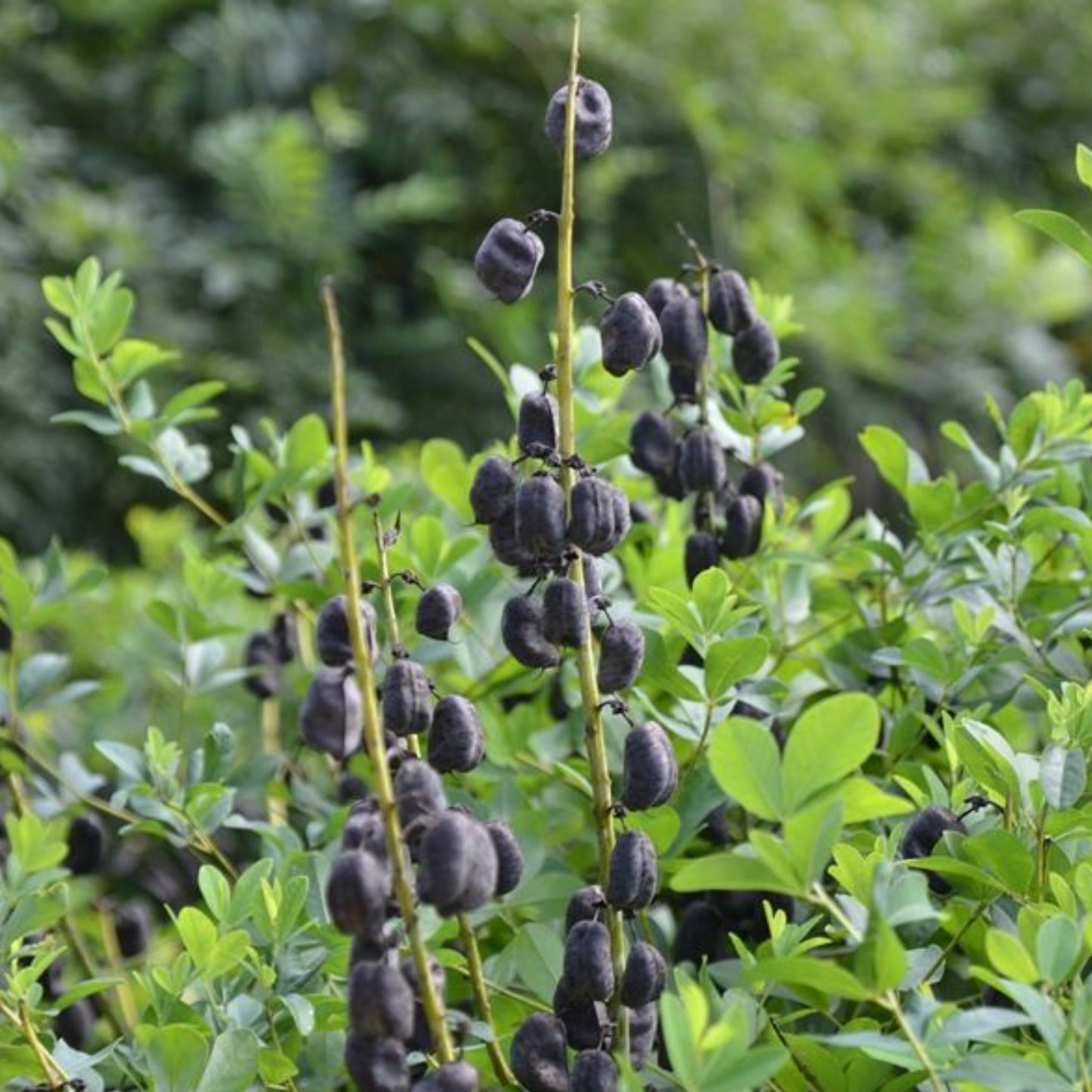 BAPTISIA IVORY TOWERS