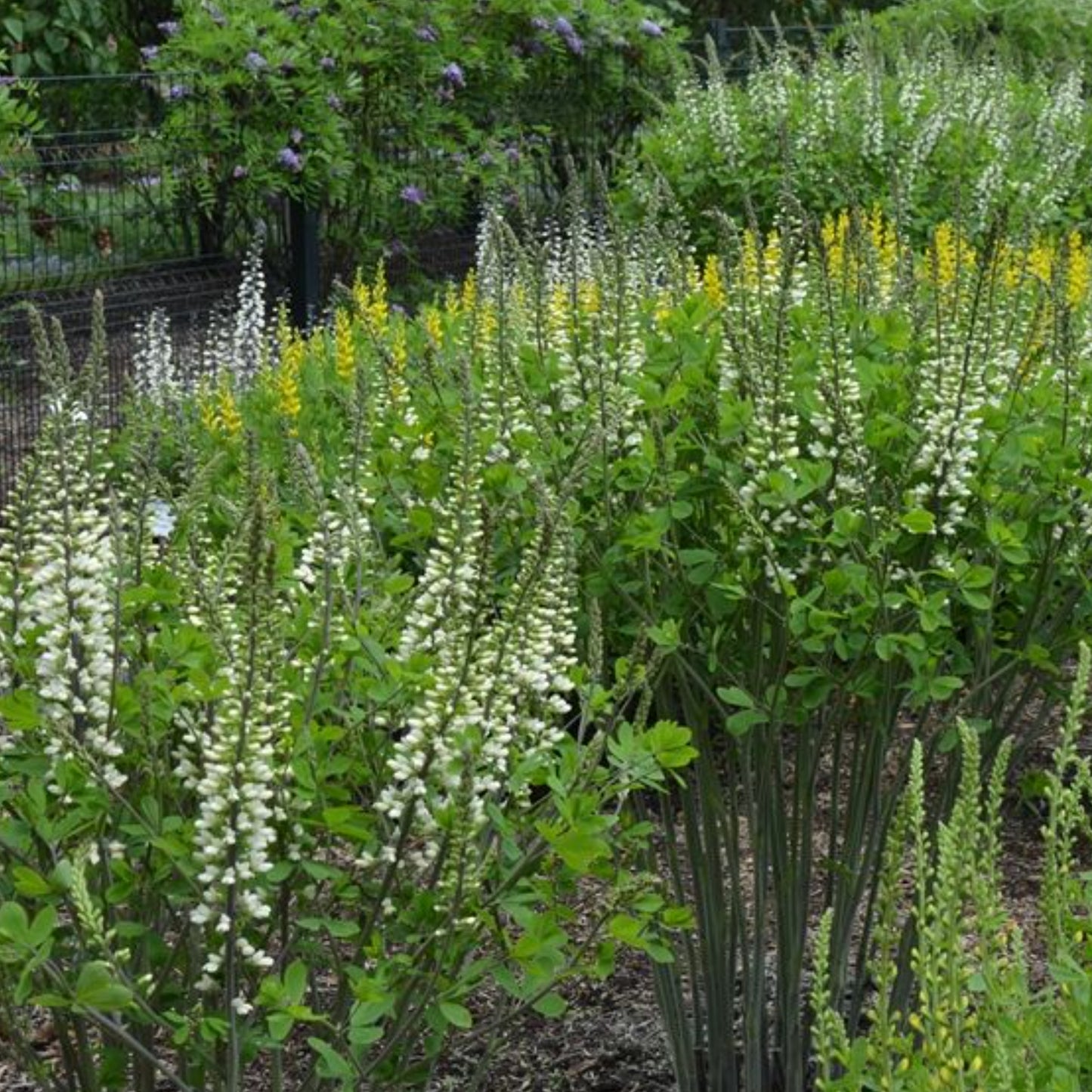 BAPTISIA IVORY TOWERS