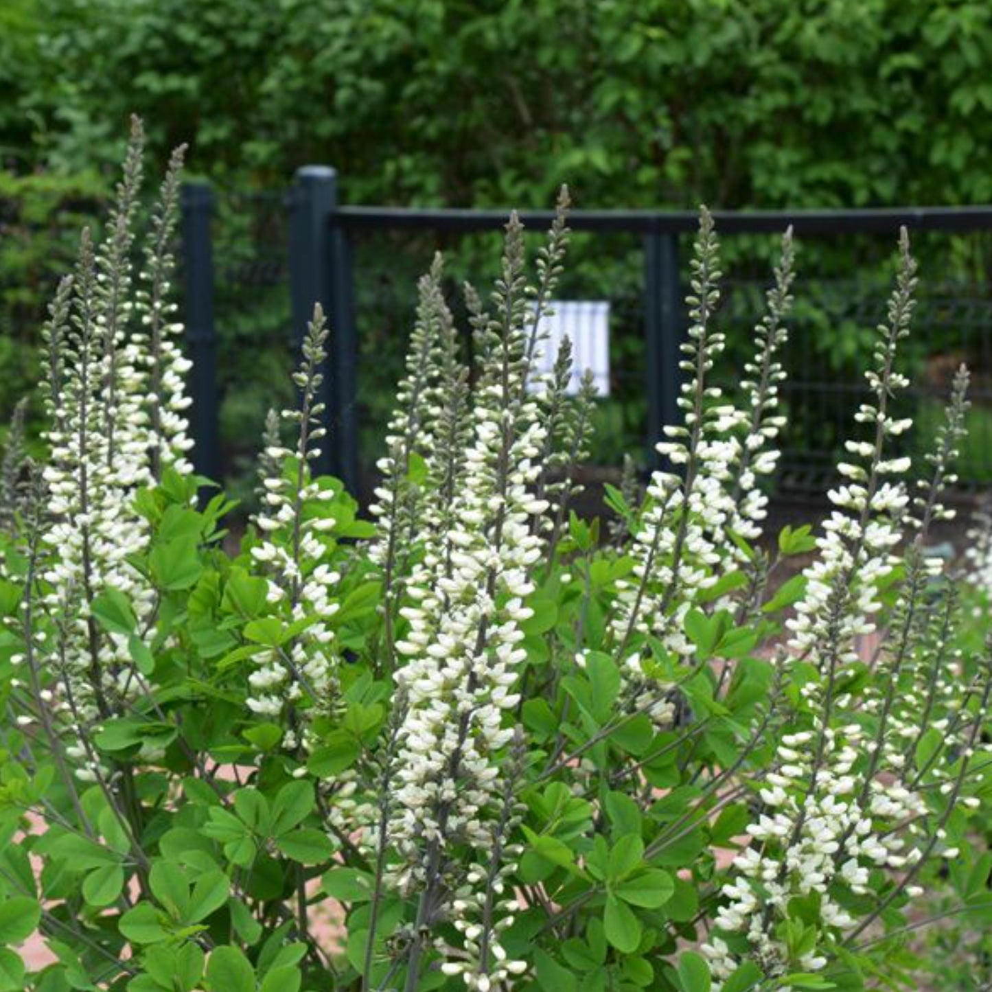 BAPTISIA IVORY TOWERS