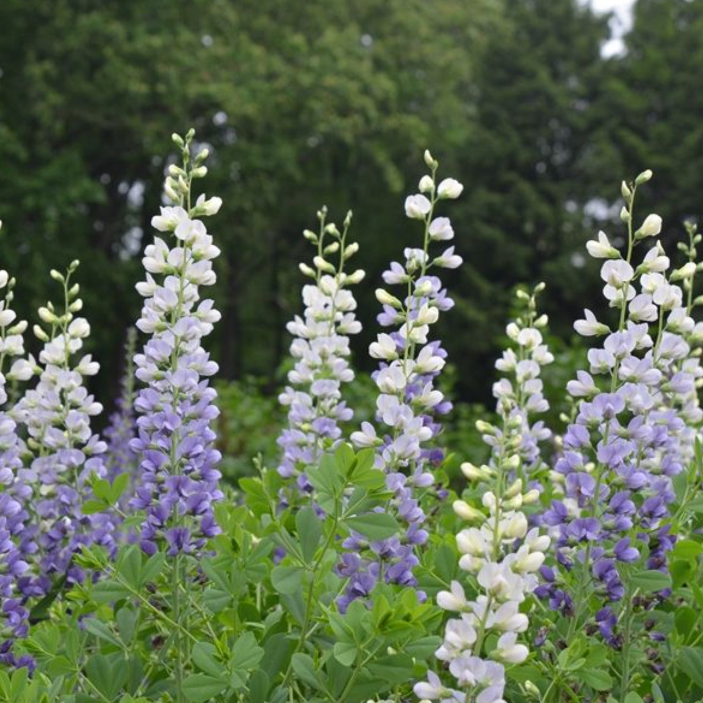 BAPTISIA LUNAR ECLIPSE