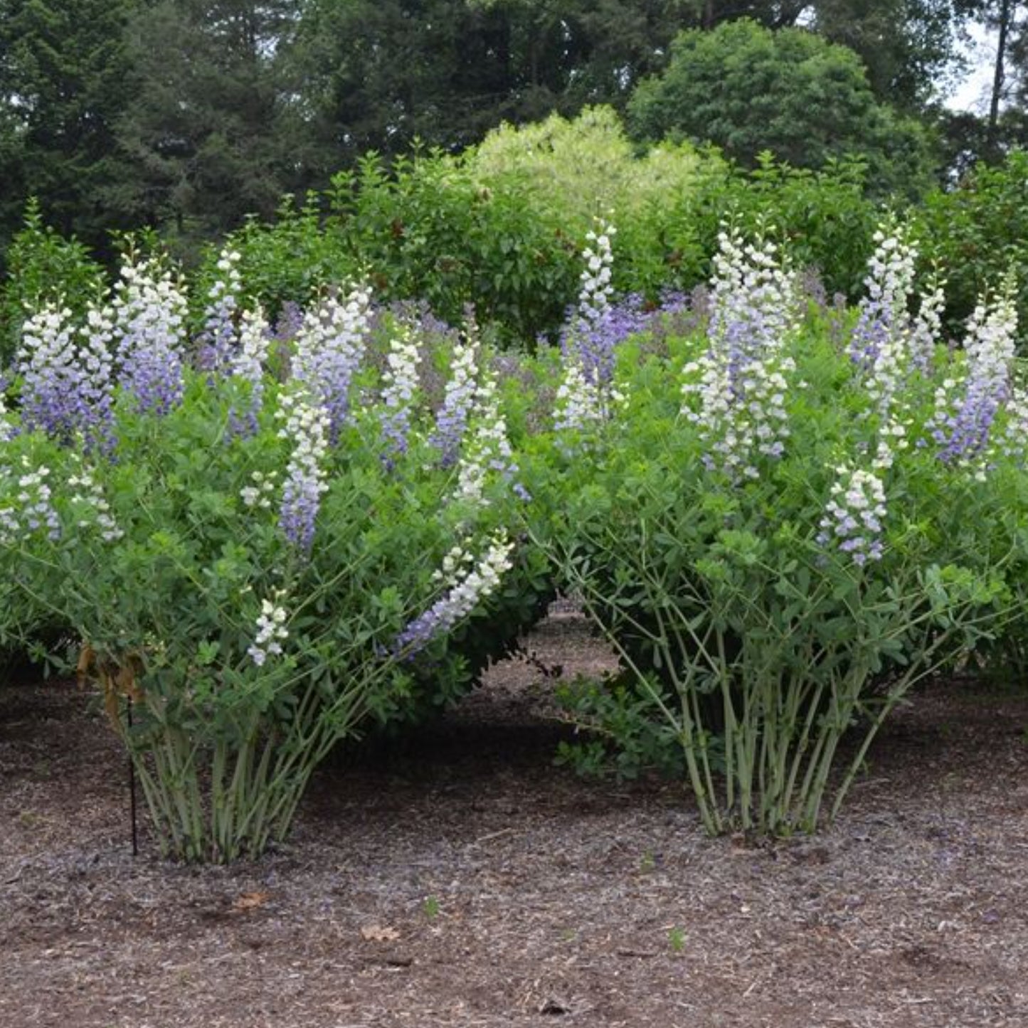 BAPTISIA LUNAR ECLIPSE