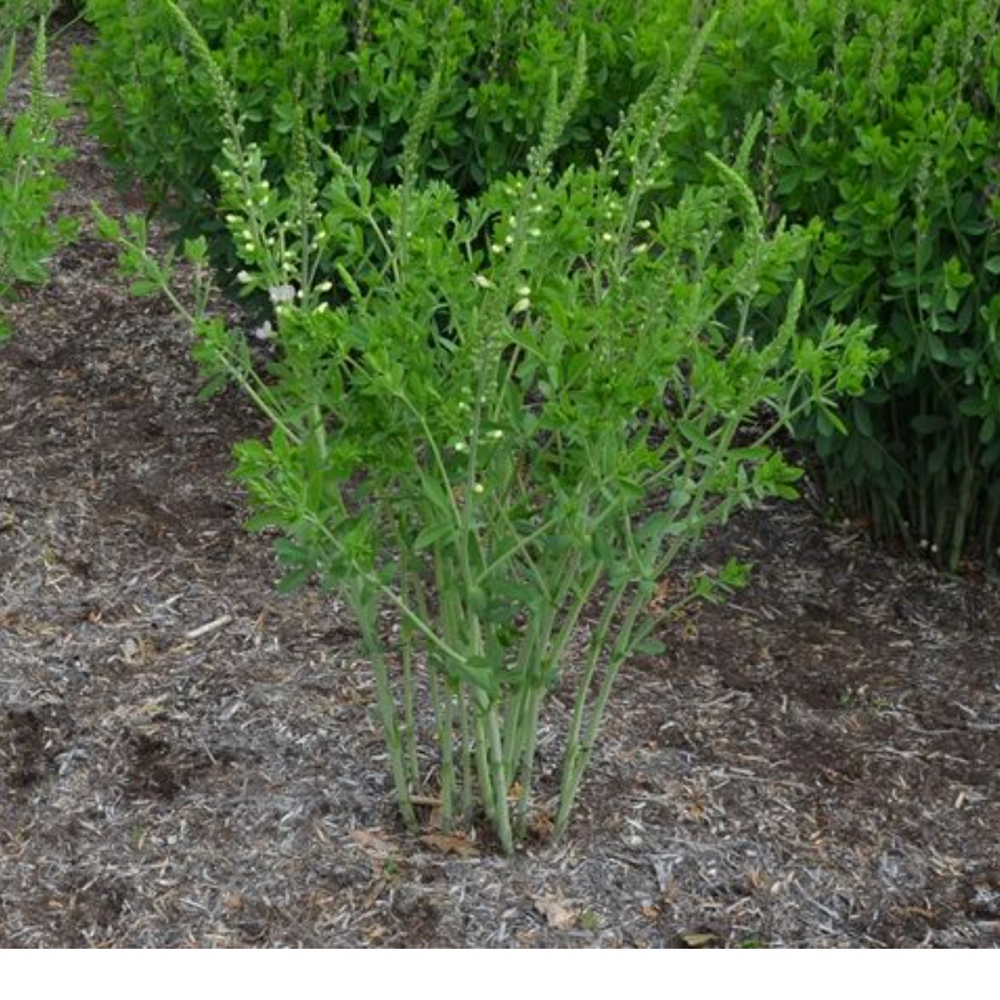 BAPTISIA LUNAR ECLIPSE