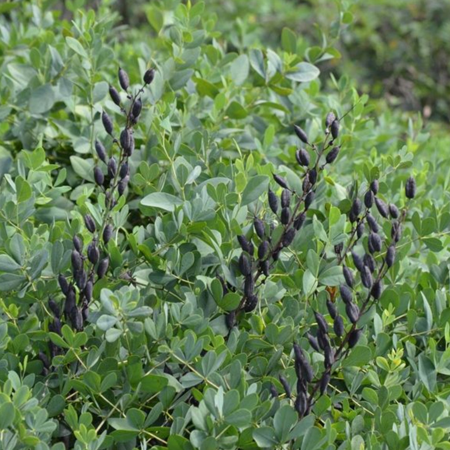 BAPTISIA LUNAR ECLIPSE