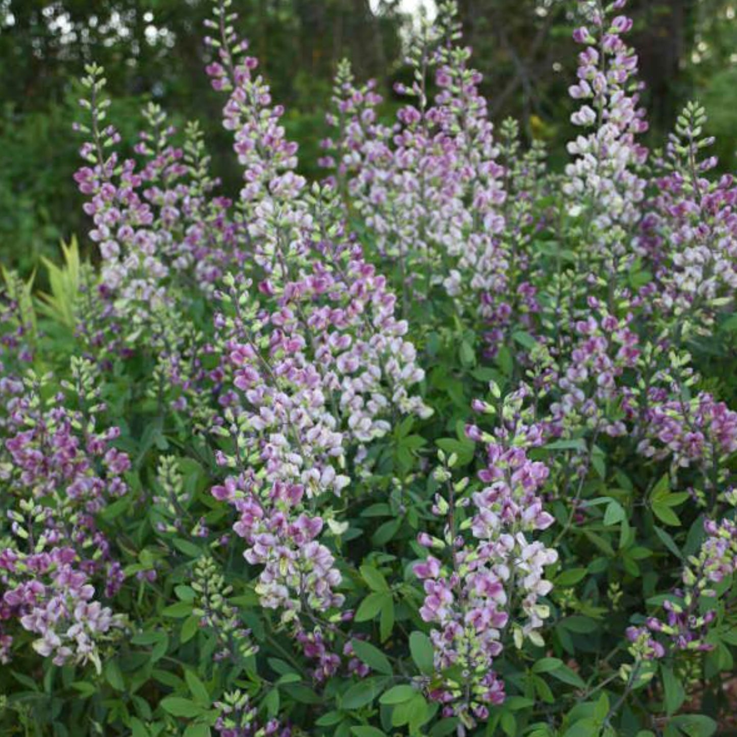 BAPTISIA PLUM ROSY