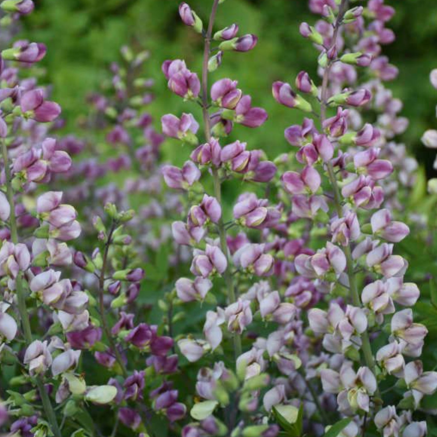 BAPTISIA PLUM ROSY