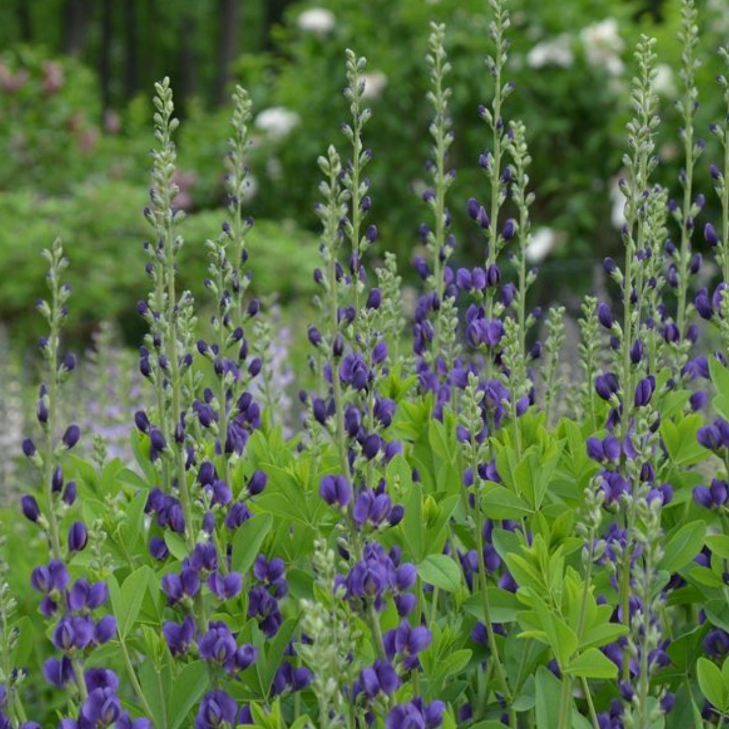 BAPTISIA PRAIRIE BLUES™ ROYAL PURPLE