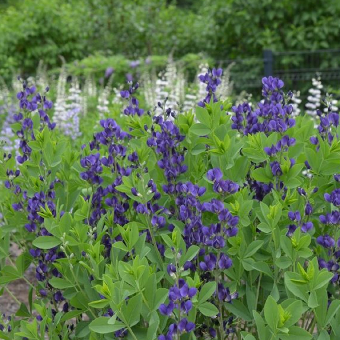 BAPTISIA PRAIRIE BLUES™ ROYAL PURPLE