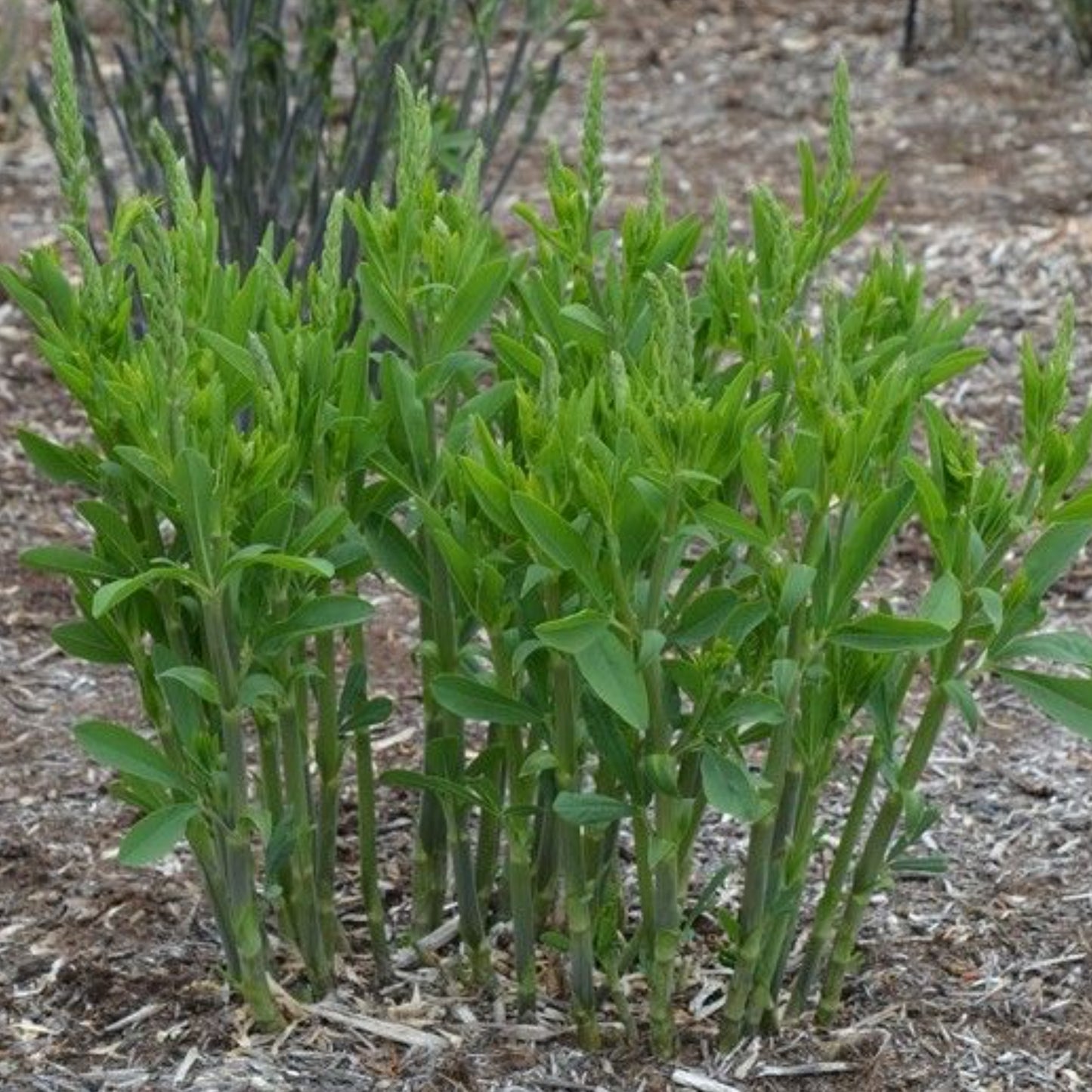 BAPTISIA PRAIRIE BLUES™ ROYAL PURPLE