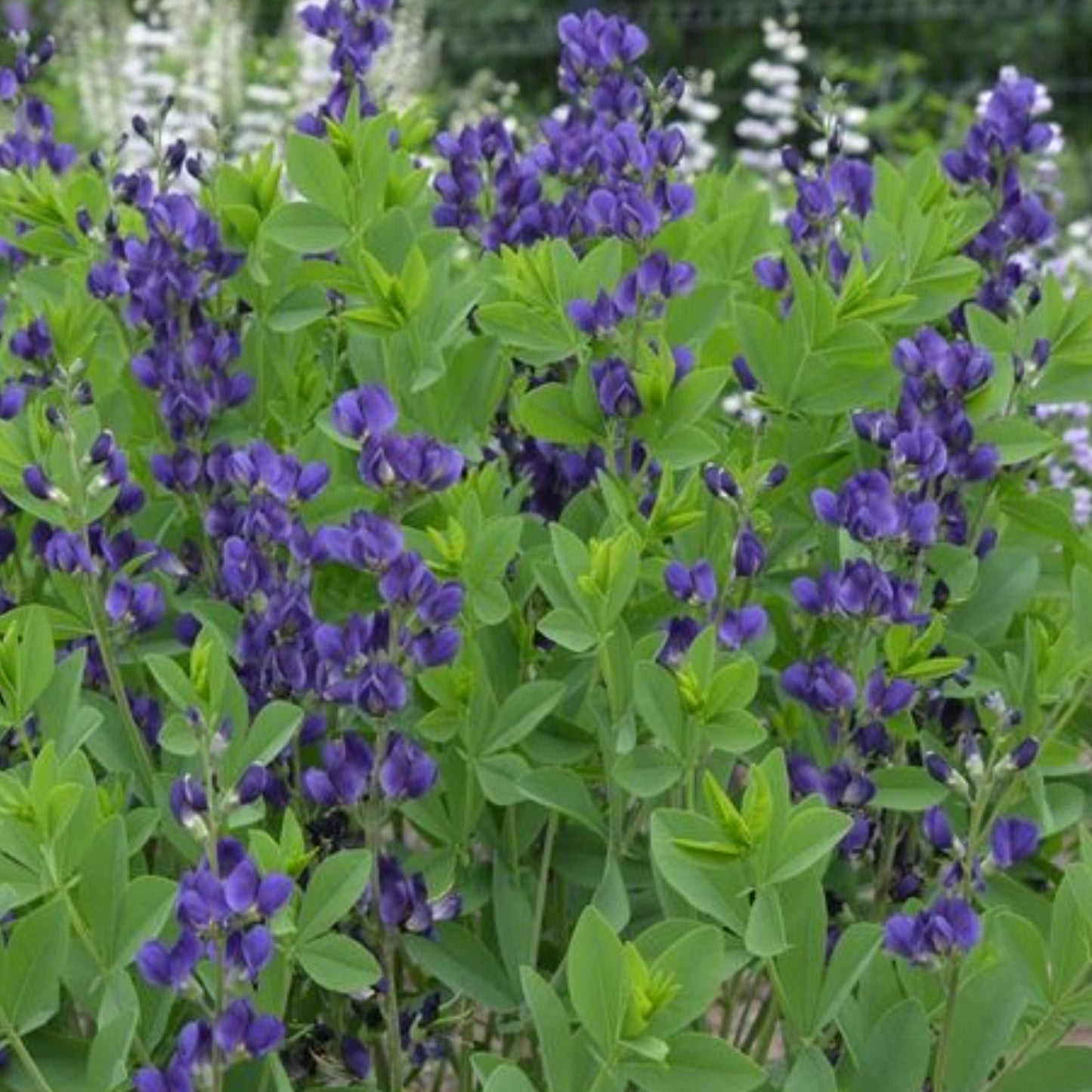 BAPTISIA PRAIRIE BLUES™ ROYAL PURPLE