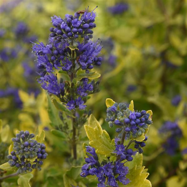 CARYOPTERIS CLANDONENSIS GOLD CREST