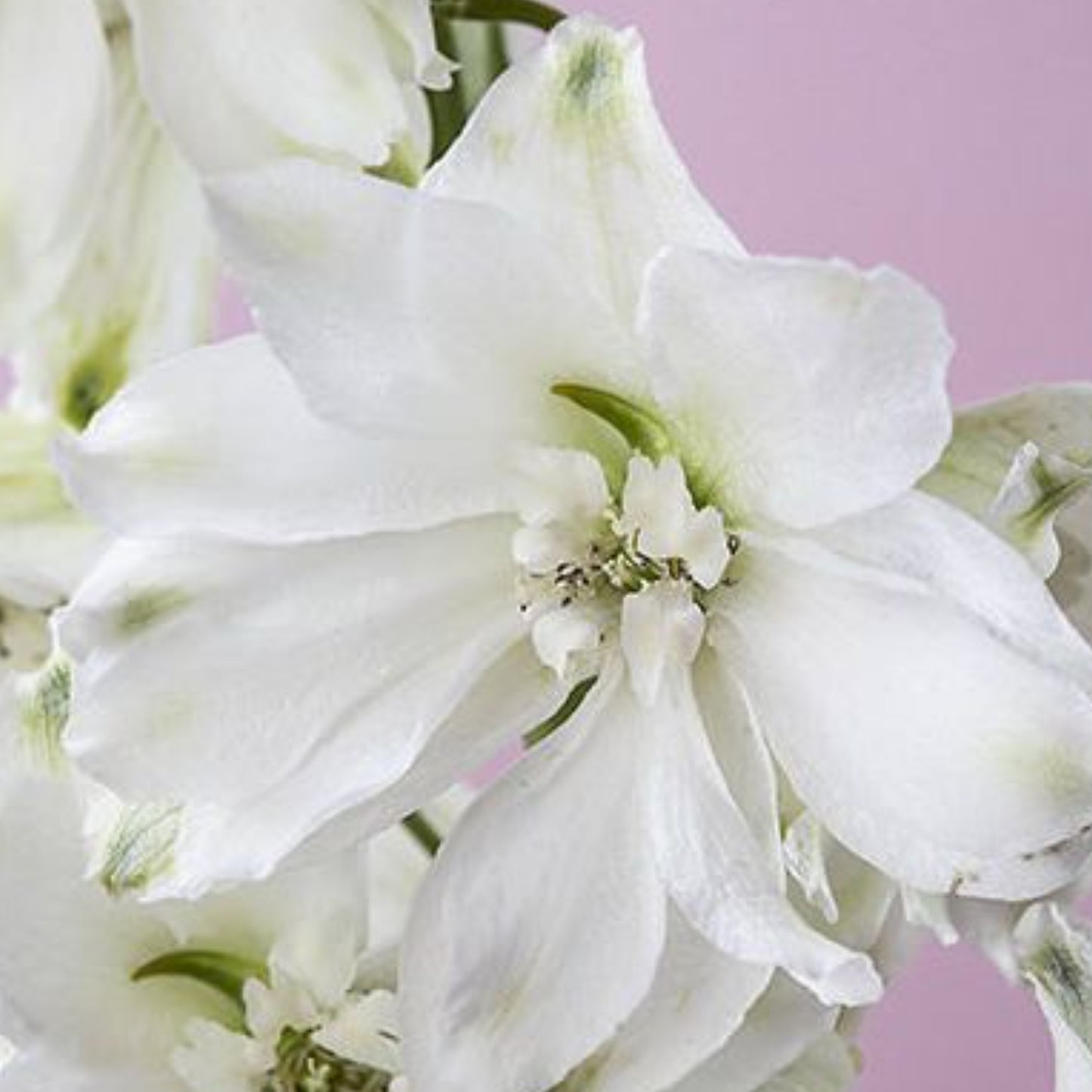 DELPHINIUM PACIFIC GIANTS