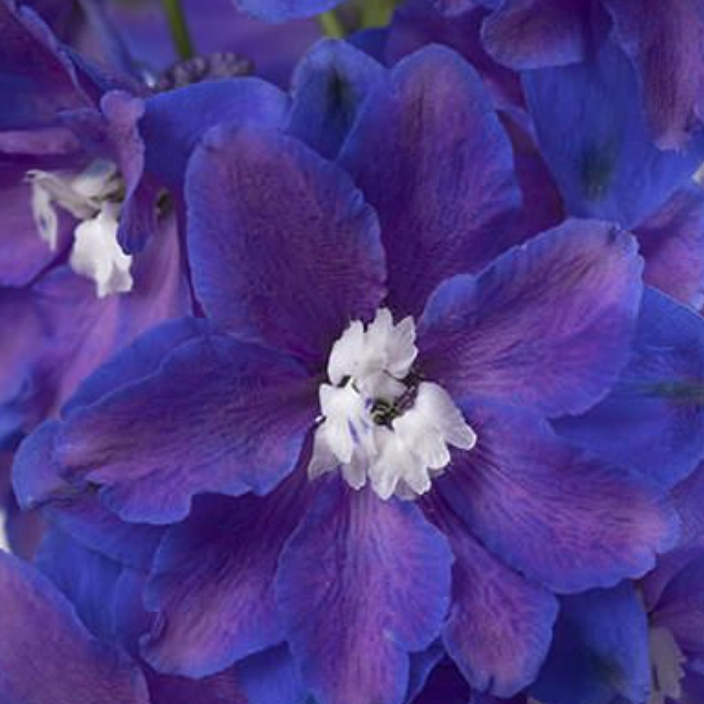 DELPHINIUM GUARDIAN SERIES