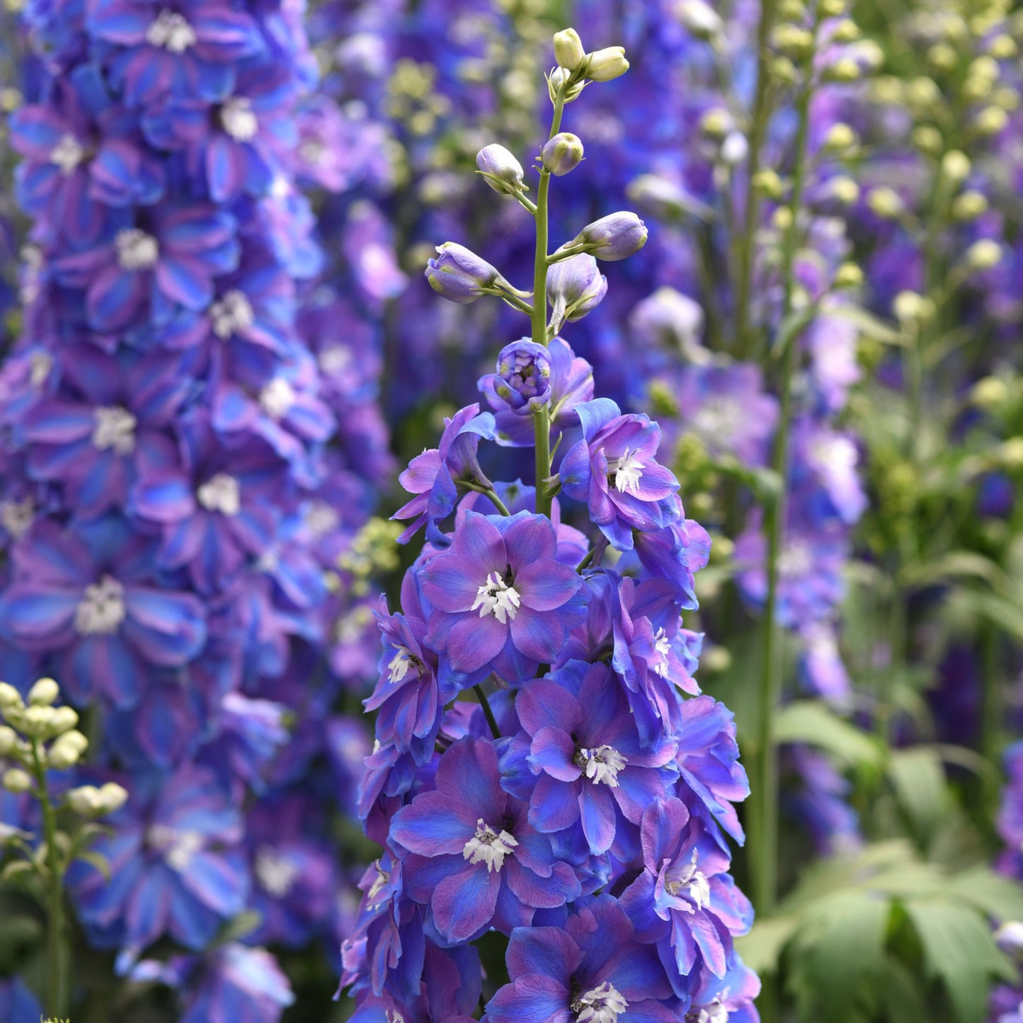 DELPHINIUM GUARDIAN SERIES