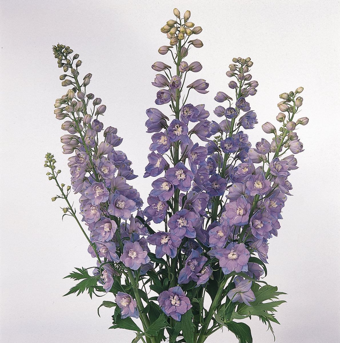 DELPHINIUM GUARDIAN SERIES