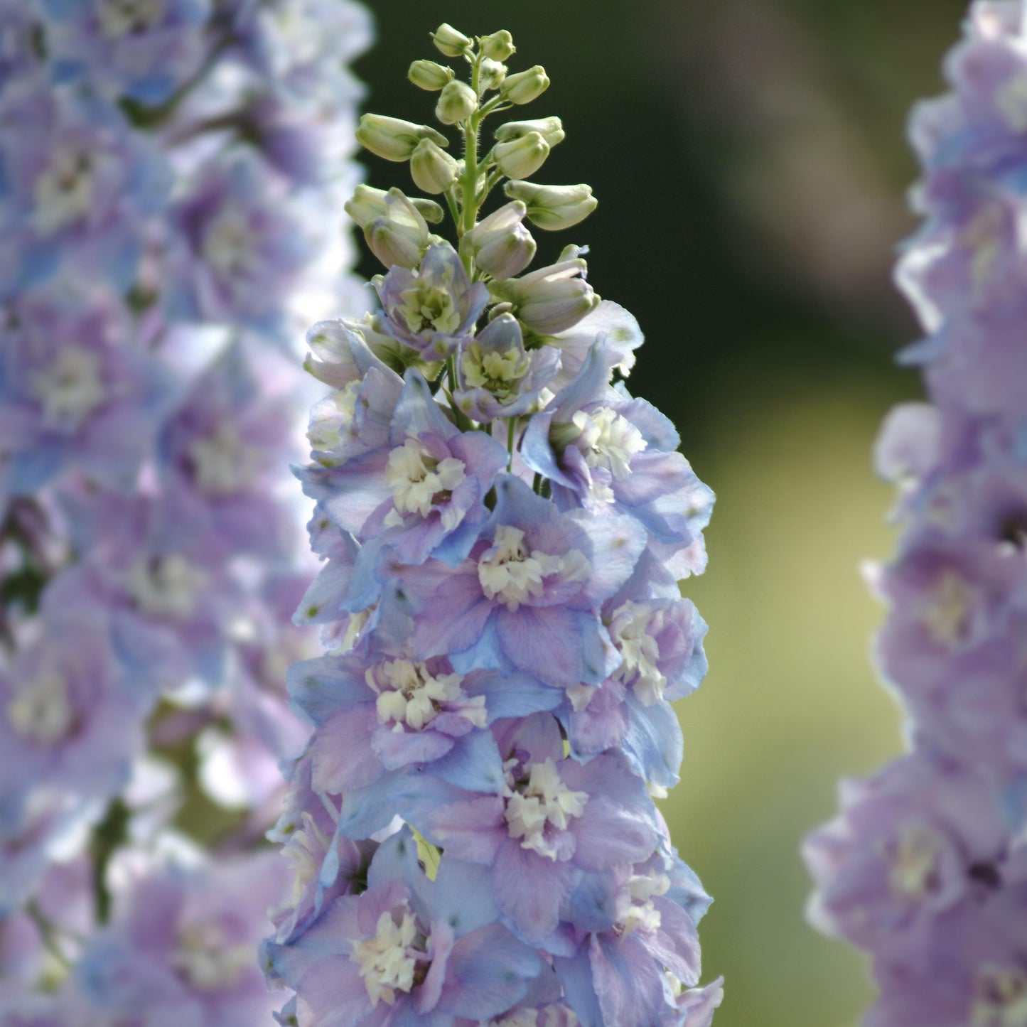 DELPHINIUM PACIFIC GIANTS