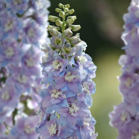 DELPHINIUM GUARDIAN SERIES