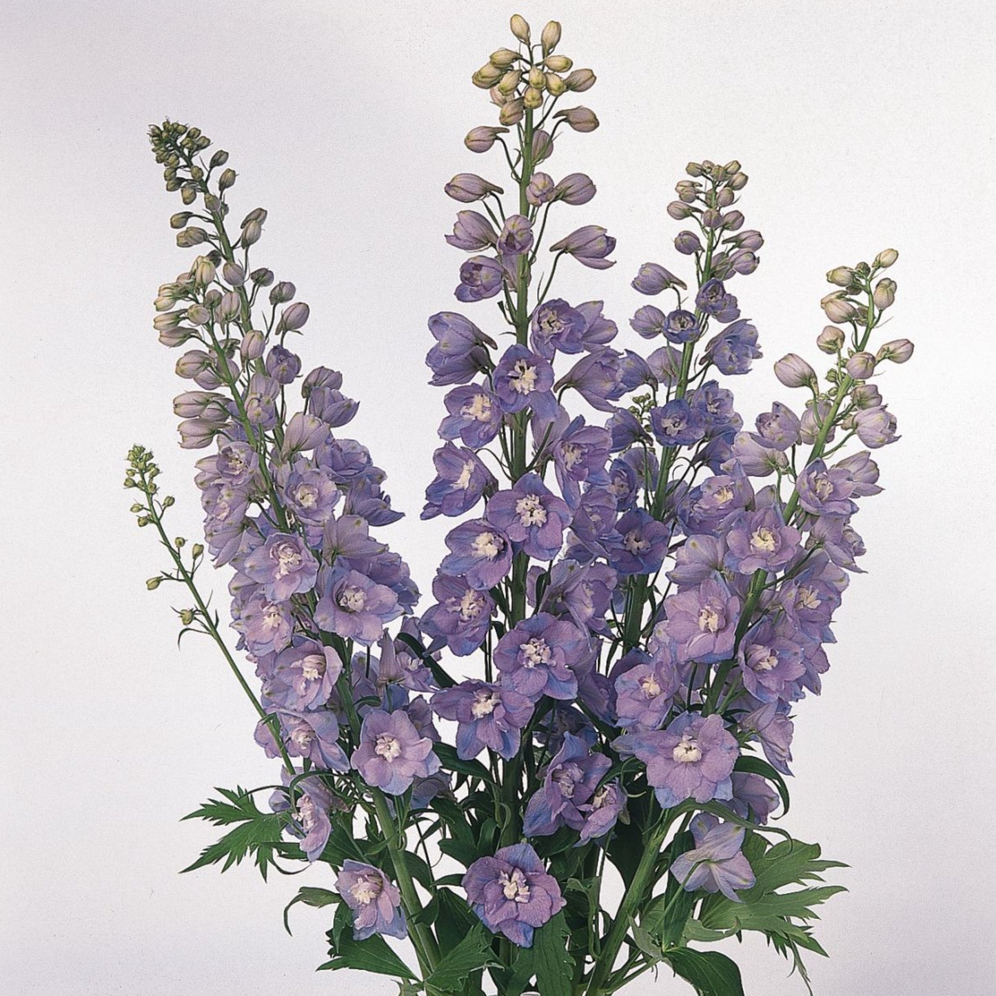 DELPHINIUM PACIFIC GIANTS