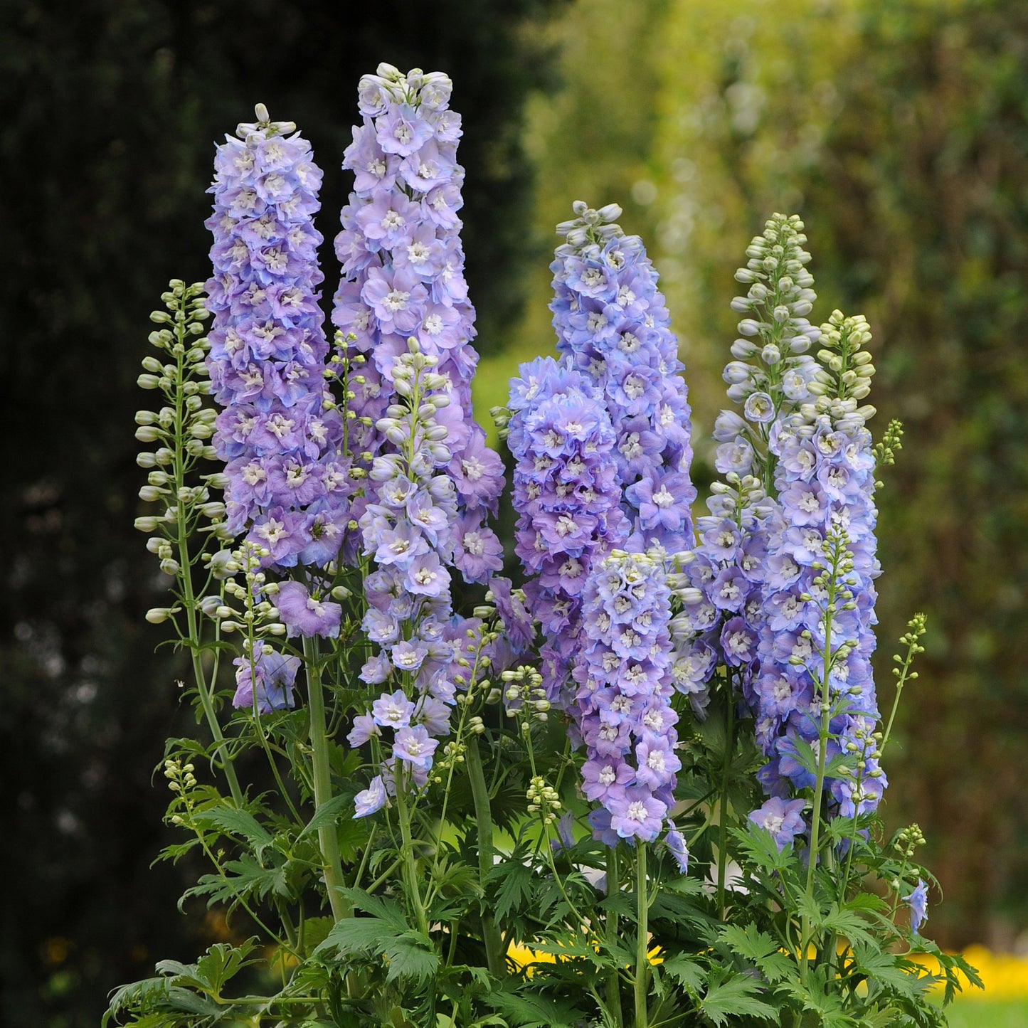 DELPHINIUM PACIFIC GIANTS