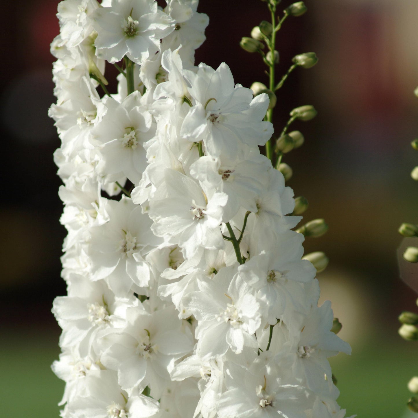 DELPHINIUM PACIFIC GIANTS