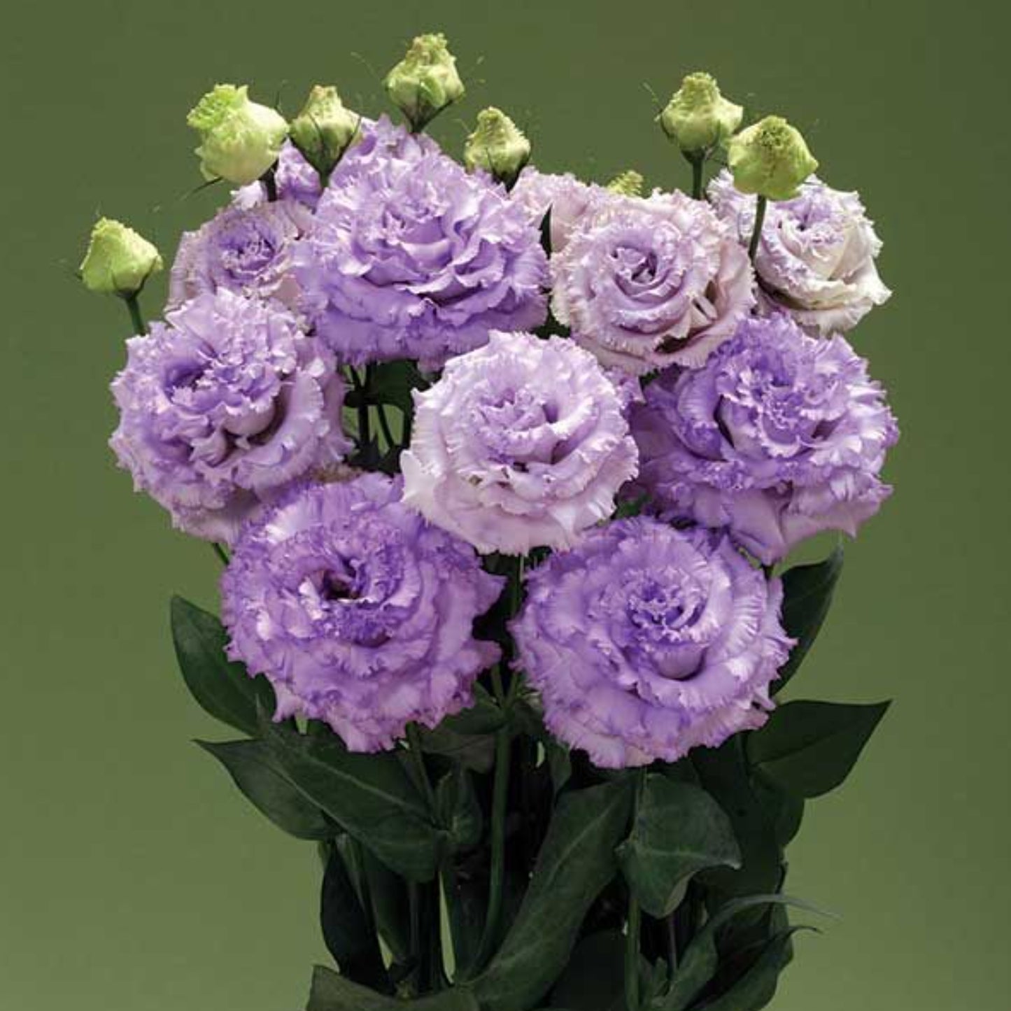 LISIANTHUS CORELLI SUGOI SERIES