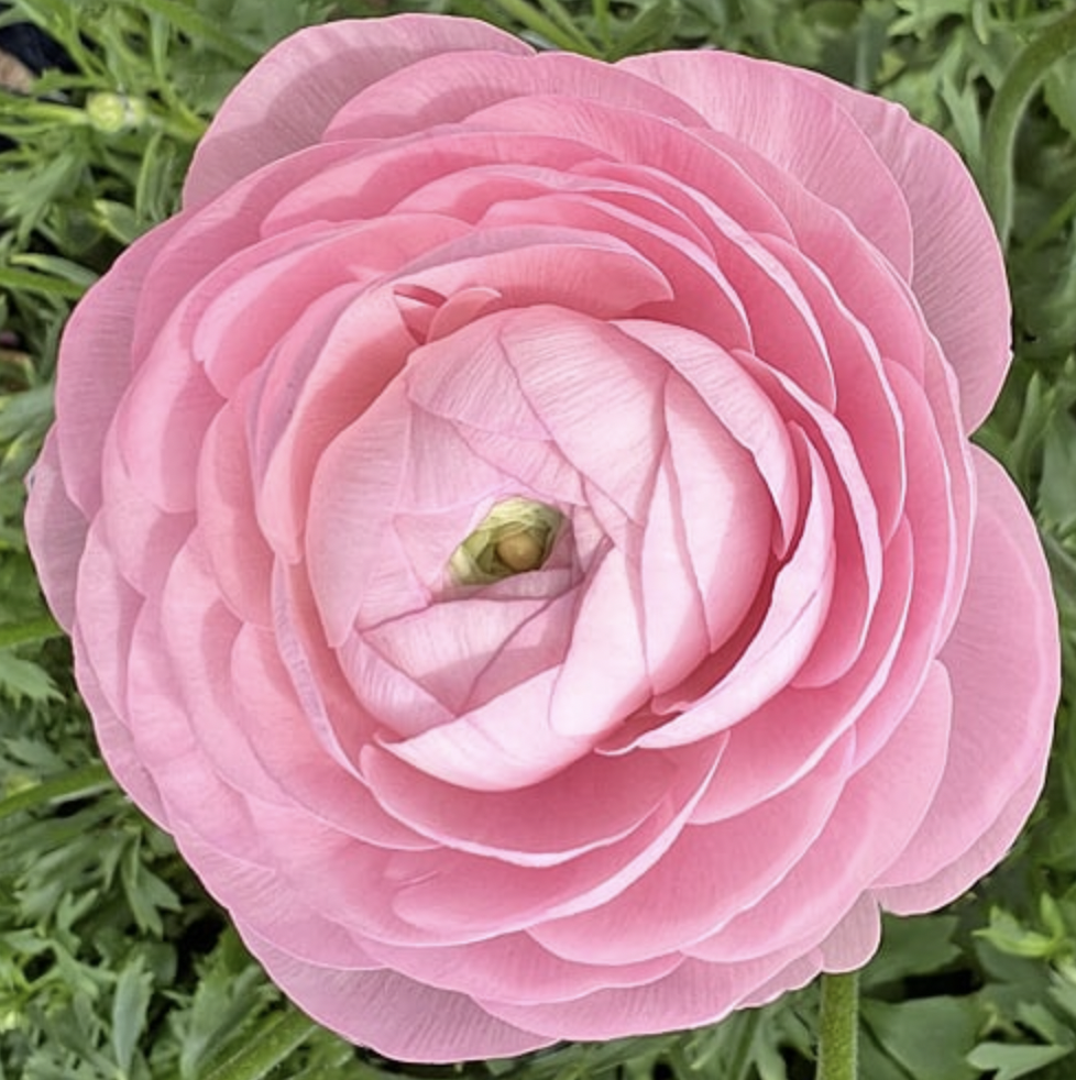 Clone Ranunculus Plants, Plugs, Bulbs and Woodies for the specialty cut flower grower ...
