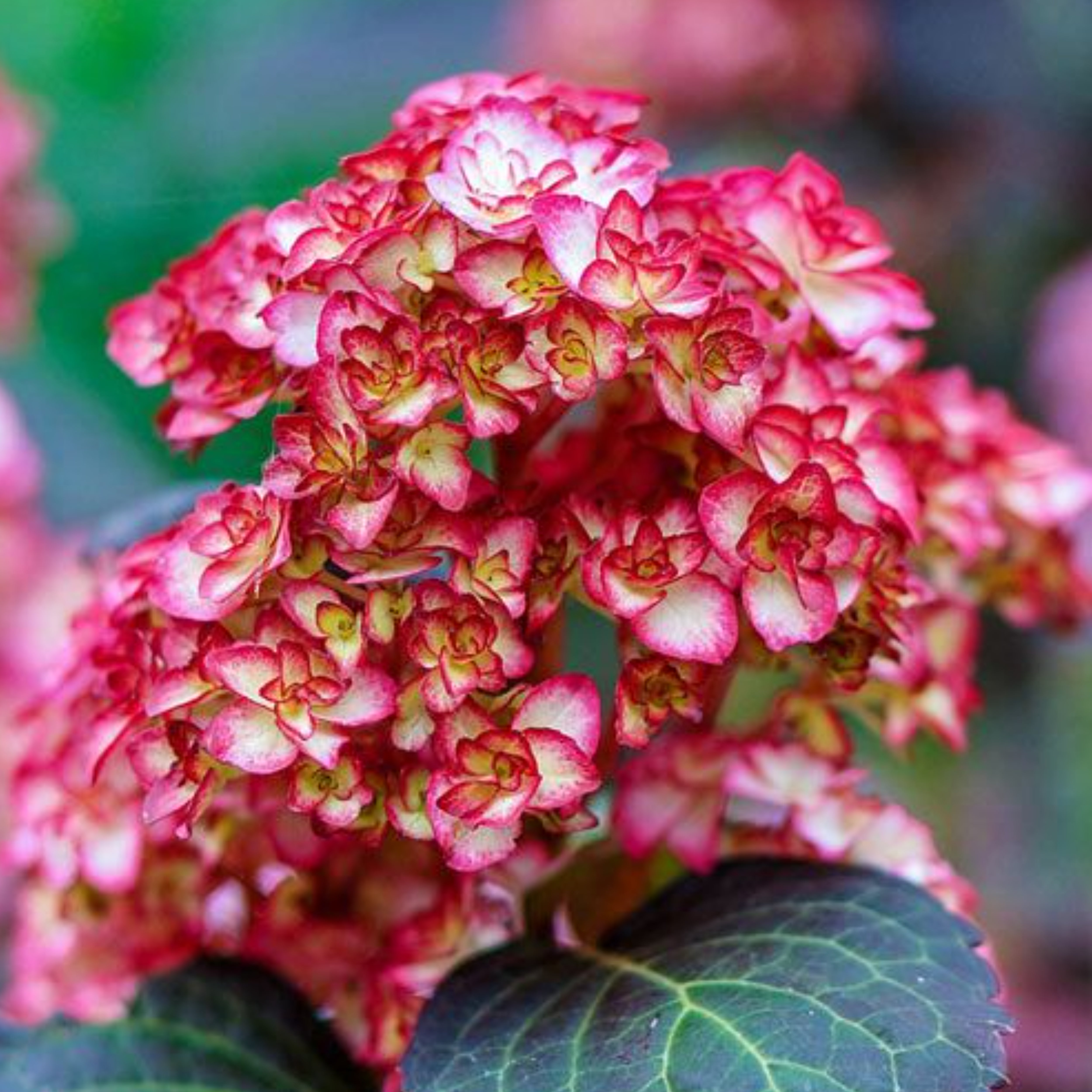 Hydrangea Miss Saori – Flora Norton LLC