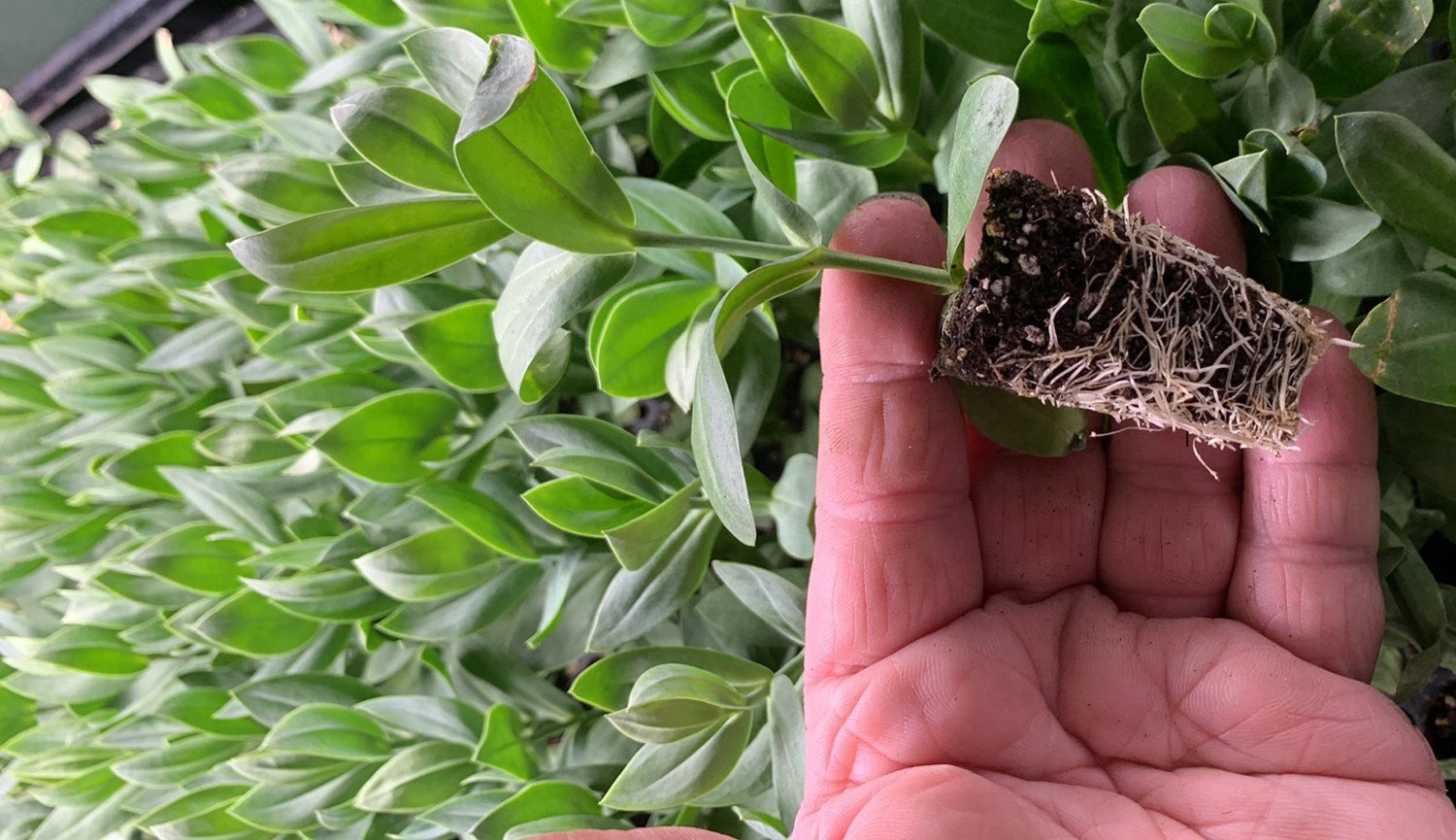 Plants, Plugs, Bulbs and Woodies for the specialty cut flower grower