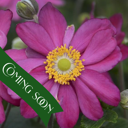 JAPANESE ANEMONE PAMINA