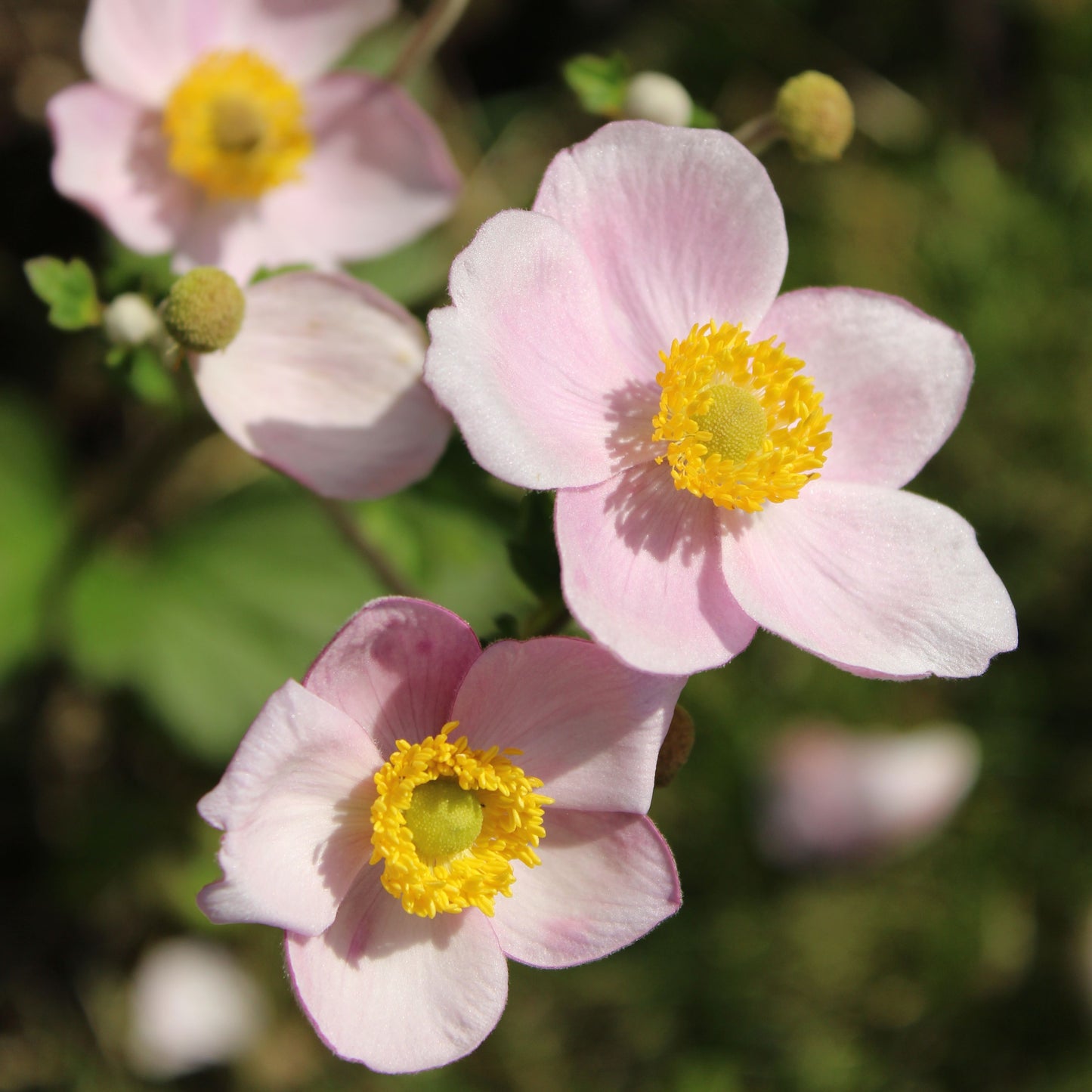 JAPANESE ANEMONE SEPTEMBER CHARM