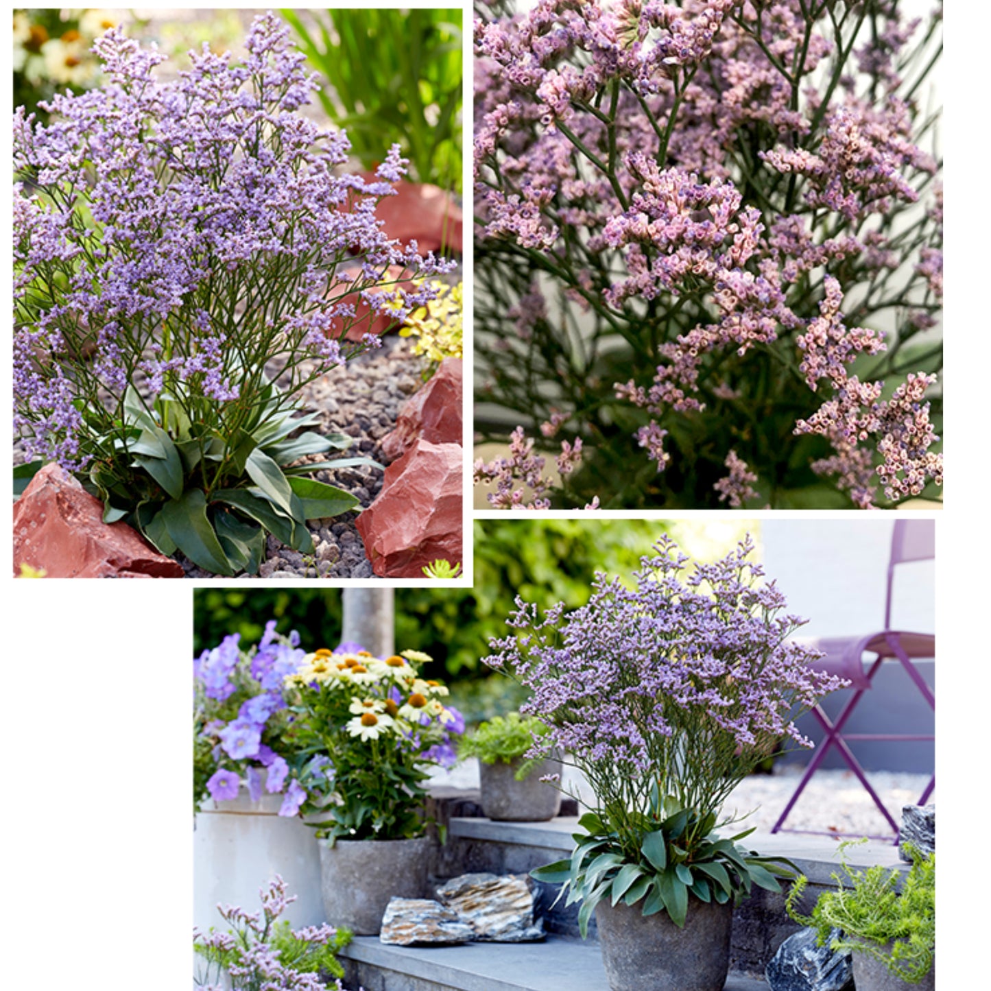 LIMONIUM DAZZLE ROCKS